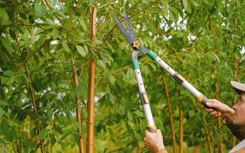 Tree trimming in Decatur, IA